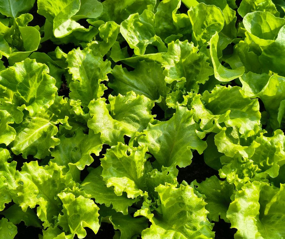 Lechuga