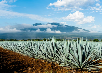 El desplome del agave frente a la burbuja de precios al consumidor